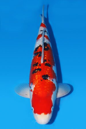 Gin Rin Sanke - SK-600
