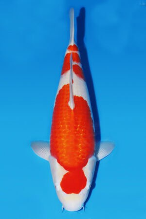 Kohaku - SK-601