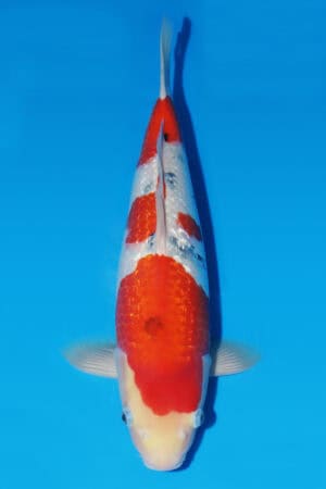 Gin Rin Sanke - SK-602