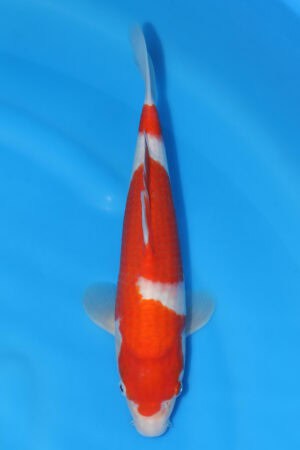 Kohaku - SK-568A