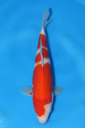 Kohaku - SK-568C
