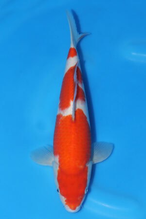 Kohaku - SK-568H