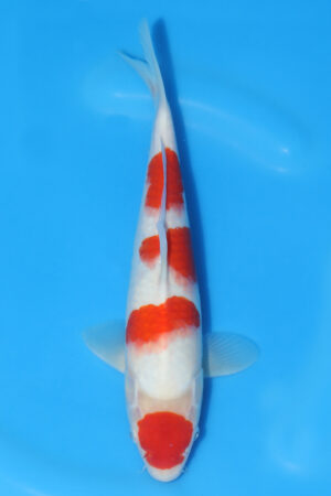 Kohaku - SK-568I