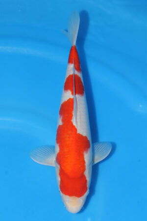 Kohaku - SK-568J