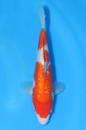 Gin Rin Kohaku - SK-569D