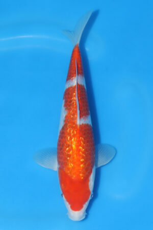 Gin Rin Kohaku - SK-569E