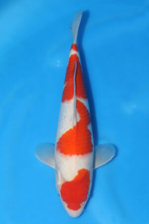 Kohaku - SK-571A