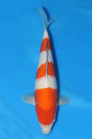 Kohaku - SK-571C