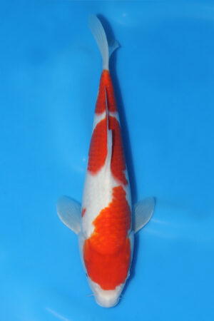 Kohaku - SK-571E