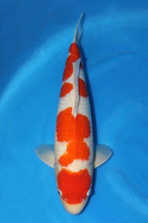 Kohaku - SK-182
