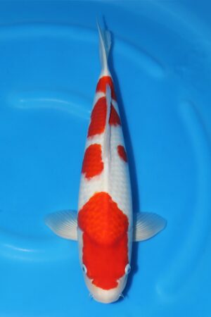 Kohaku - SK-336