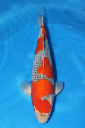 Goshiki - SK-033