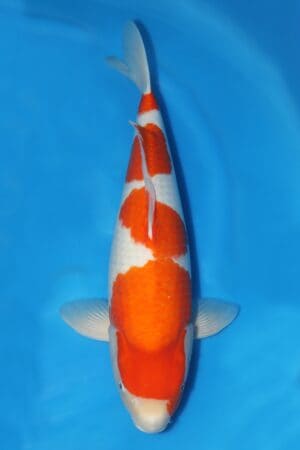 Kohaku - SK-261