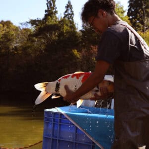 Autumn New Koi 2025