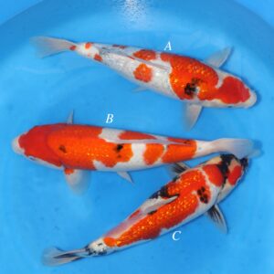 Sakamaki Mix - SK-726A to C