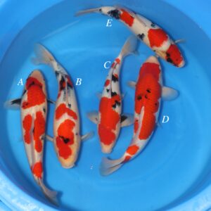 Sakamaki Mix - SK-728A to E