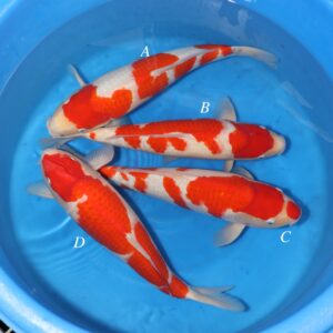 Sakamaki Mix - SK-729A to D