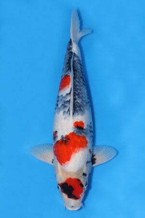 Showa - SK-665