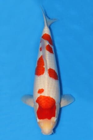 Kohaku - SK-669