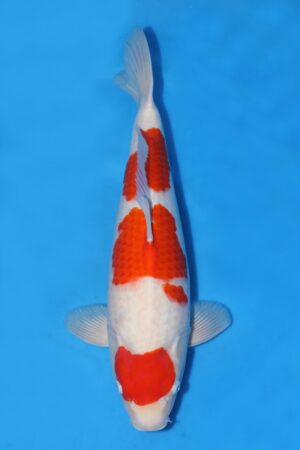 Kohaku - SK-670