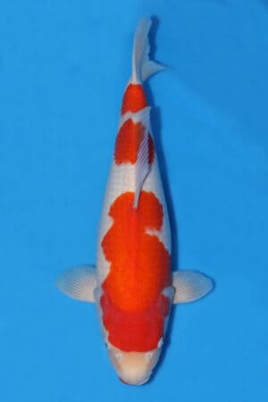 Kohaku - SK-671