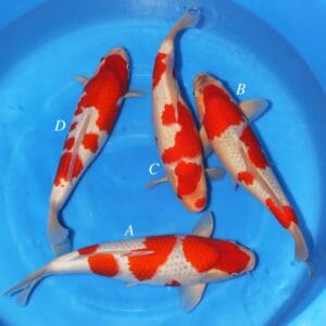 Aoki Mix - SK-672A to D