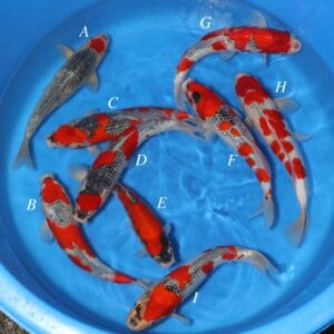 Goshiki Mix - SK-650A to I