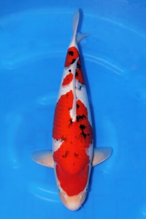 Sanke - SK-630