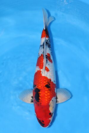 Gin Rin Showa - SK-640