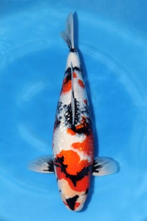 Gin Rin Showa - SK-652