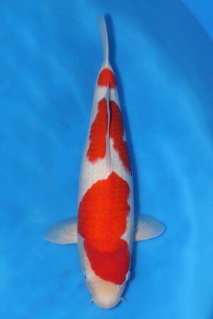 Kohaku - SK-659