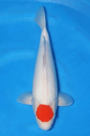 Tancho Kohaku - SK-658