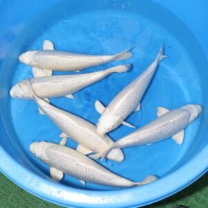 Gin Rin Platinum Ogon - SK-661