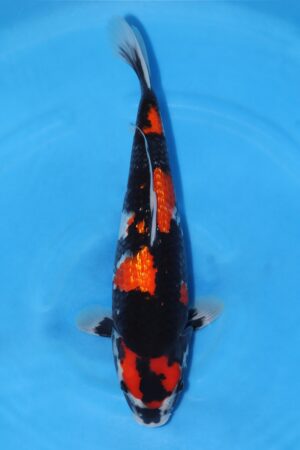Gin Rin Showa - SK-703