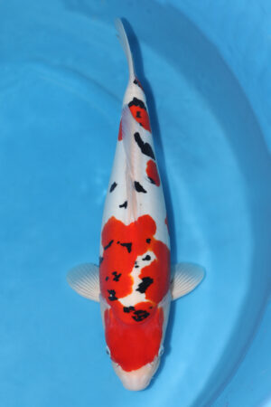 Doitsu Sanke - SK-731