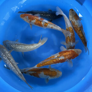 Takatasu Mix - SK-646 A to H