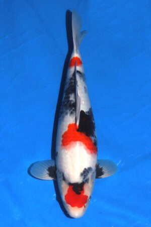 Showa - SK-702