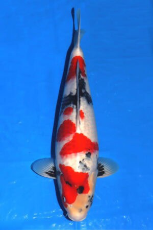 Showa - SK-701
