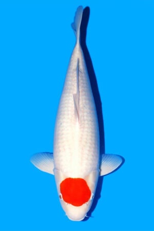 Tancho Kohaku - SK-771