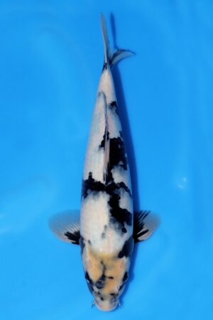 Shiro Utsuri - SK-OMM32