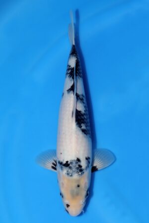 Shiro Utsuri - SK-OMM38