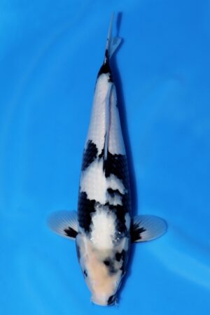 Shiro Utsuri - SK-OMM39