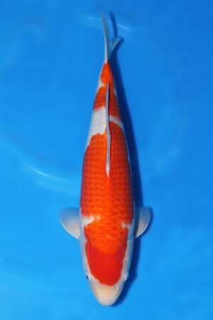 Kohaku - SK-465