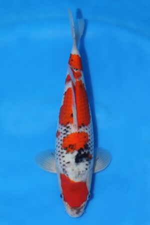 Goshiki Sanke - SK-550