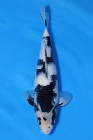 Shiro Utsuri - SK-OMM04