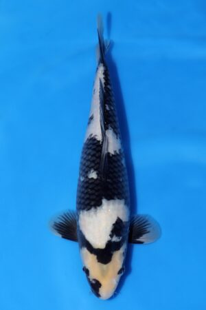 Shiro Utsuri - SK-OMM06