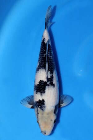 Shiro Utsuri - SK-OMM07