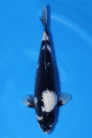 Shiro Utsuri - SK-OMM25