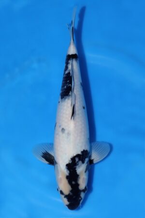 Shiro Utsuri - SK-OMM27