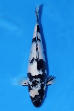 Shiro Utsuri - SK-OMM28